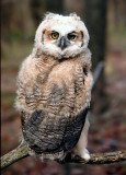 Great Horned Owl