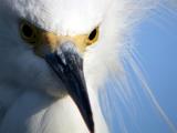 Snowy Egret