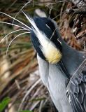 Yellow-crowned Night Heron