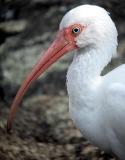 White Ibis