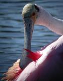 Roseate Spoonbill