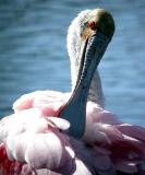 Roseate Spoonbill