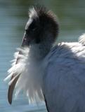 Wood Stork