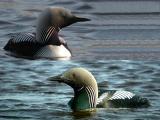 Pacific Loon