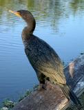 Double-crested Cormorant