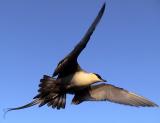 Long-tailed Jaeger