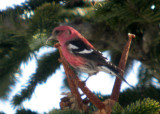 White-winged Crossbill