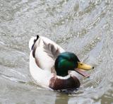 Mallard Duck 3.jpg