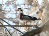 Mail Wood Duck.jpg