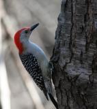 Red-bellied Woodpecker - Male.jpg