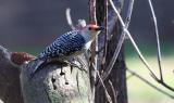 Wood Pecker 3.jpg