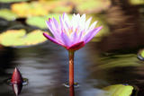 Lilypad Flower