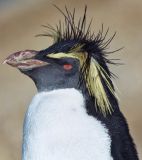 Rockhopper Penguin