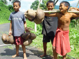 Collecting Coconuts (Upolu Island)
