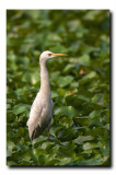 Intermediate egret - Satragachi Jheel