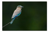 Indian Roller - Dooars