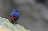 Plumbeous water redstart