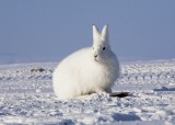 Arctic Hare-002.jpg