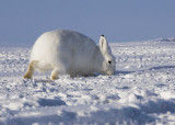 Arctic Hare-003.jpg