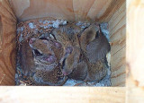 Southern Flying Squirrels in our Bluebird House - Glaucomys volans
