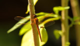 Brown Dragonfly - Sympetrum corruptum