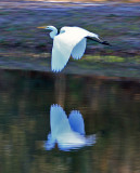 Great Egret: Casmerodius albus