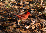 Northern Cardinal: Cardinalis cardinalis