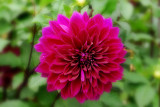 Dahlia 2