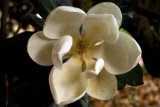 Magnolia 2
