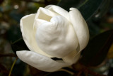 Magnolia 3