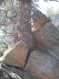 31.tree growing in rock.jpg