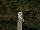 Prluggla - Tengmalms Owl (Aegolius funereus)