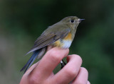 Blstjrt - Red-flanked Bluetail (Tarsiger cyanurus)