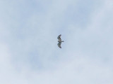 Ormrn - Short-toed Eagle (Circaetus gallicus)
