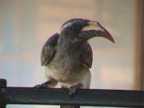 African Grey Hornbill (Tockus nasutus)