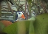 African Pygmy Goose (Nettapus auritus)