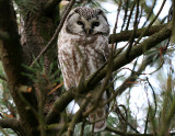 Prluggla - Tengmalms Owl (Aegolius funereus)