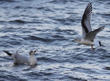 Dvrgms - Little Gull (Larus minutus)