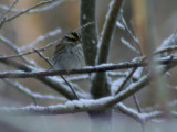 Gulbrynad sparv - Yellow-browed Bunting (Emberiza chrysophrys)