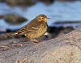 Hedpiplrka - Buff-bellied Pipit (Anthus rubescens)