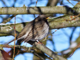 Taigatrast - Dark-throated Thrush (Turdus ruficollis)