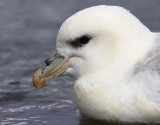 Stormfgel - Fulmar (Fulmarus glacialis)