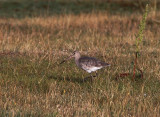 Rdspov - Black-tailed Godwit (Limosa limosa)