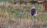 Rdspov - Black-tailed Godwit (Limosa limosa)