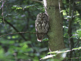 Kattuggla - Tawny Owl (Strix aluco)