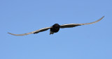 Svarttrna - Black Tern (Chlidonias niger)