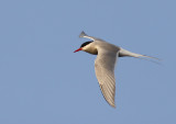 Silvertrna - Arctic Tern (Sterna paradisea)