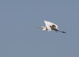 gretthger - Great Egret (Ardea alba)