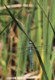 Kejsartrollslnda - Emperor dragonfly (Anax imperator)
