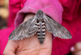 kervindesvrmare - Convolvulus Hawk-moth (Agrius convolvuli)